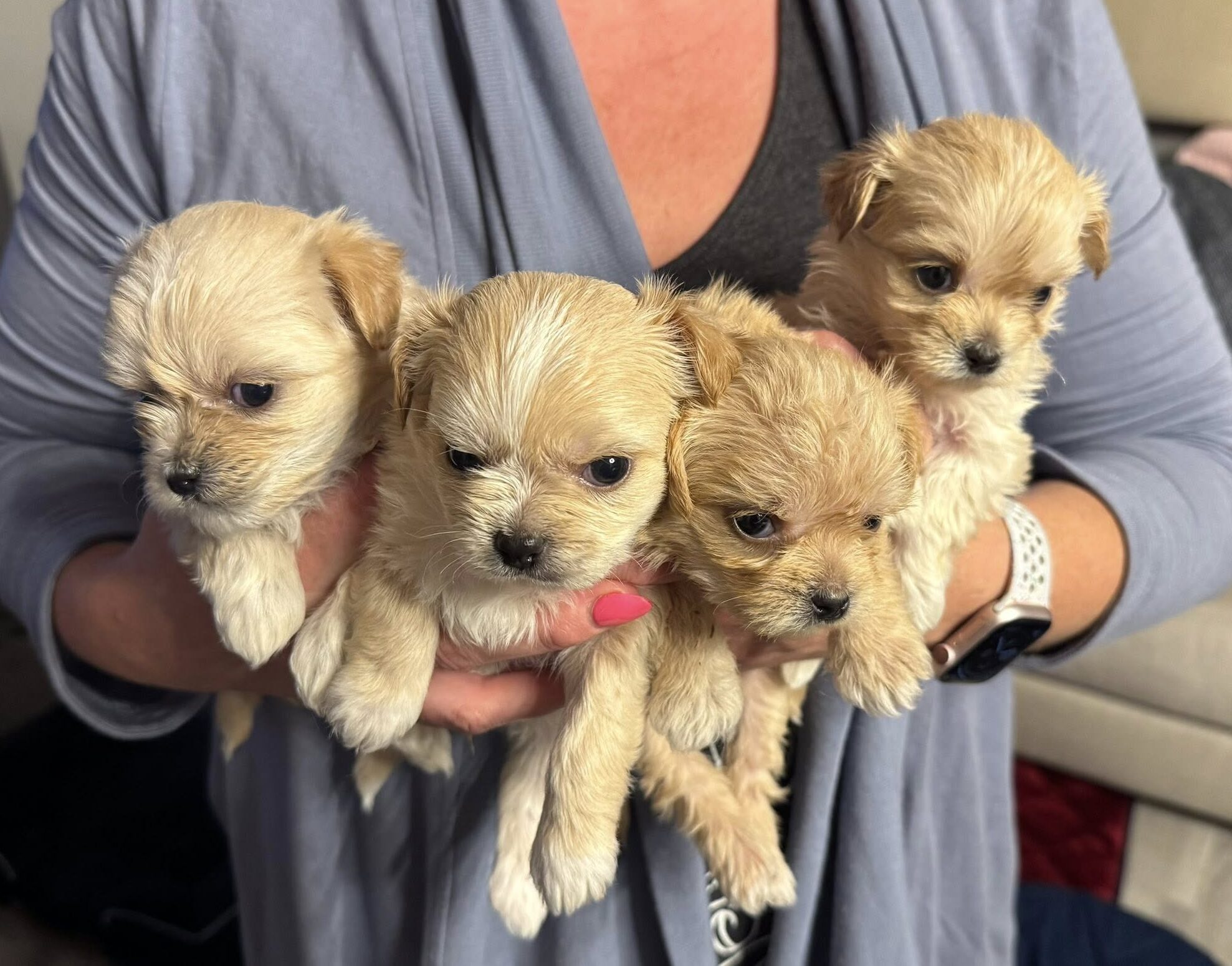 4 puppies