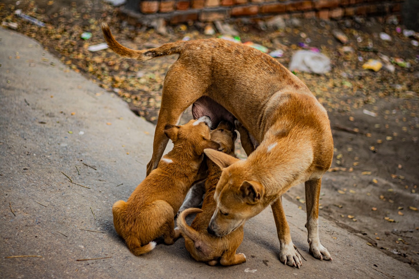 Top 5 Ways to Support Dog Rescue Efforts